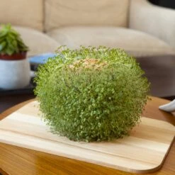 KIKKERLAND Green Orb Terracotta Planter -Kikkerland CD547 action1