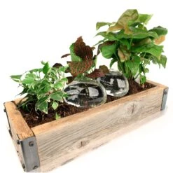 KIKKERLAND Water From A Stone - Blown Glass Automatic Self-Watering Plant Globes - Set Of 2 -Kikkerland WR01 Watering Stone Action WB